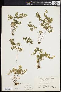 Adiantum capillus-veneris image