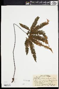 Adiantum hispidulum image