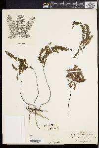 Adiantum affine image