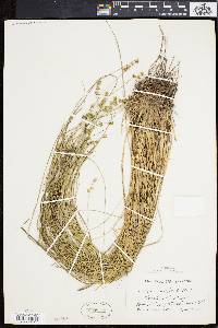 Carex incomperta image