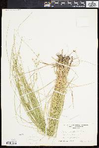 Carex incomperta image