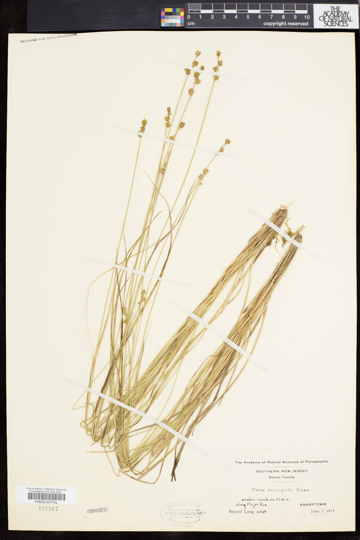 Carex incomperta image