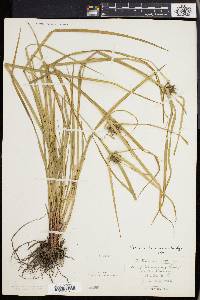 Carex intumescens var. intumescens image