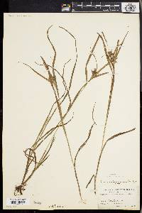 Carex intumescens var. intumescens image