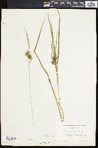 Carex intumescens var. fernaldii image