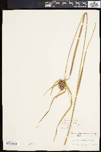 Carex intumescens var. intumescens image