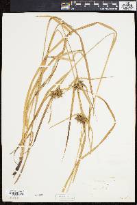 Carex intumescens var. intumescens image