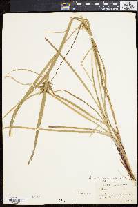 Carex intumescens var. fernaldii image