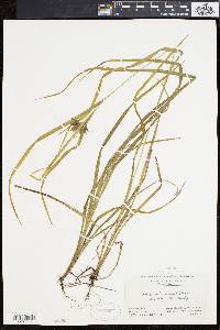 Carex intumescens var. fernaldii image