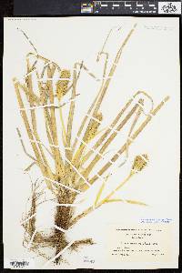 Carex kobomugi image