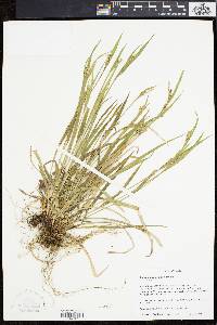 Carex kraliana image