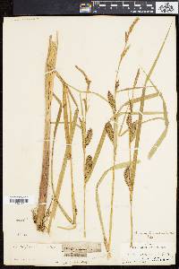 Carex lacustris image