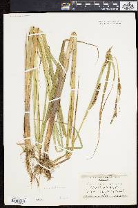 Carex lacustris image