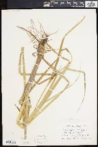 Carex lacustris image