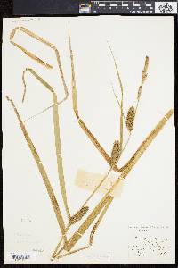 Carex lacustris image