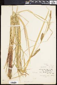 Carex lacustris image