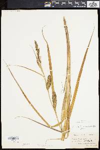 Carex lacustris image