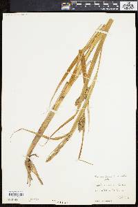 Carex lacustris image