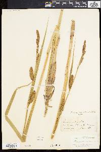 Carex lacustris image