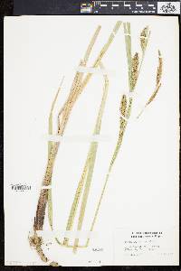 Carex lacustris image