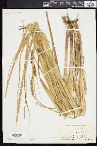 Carex lacustris image