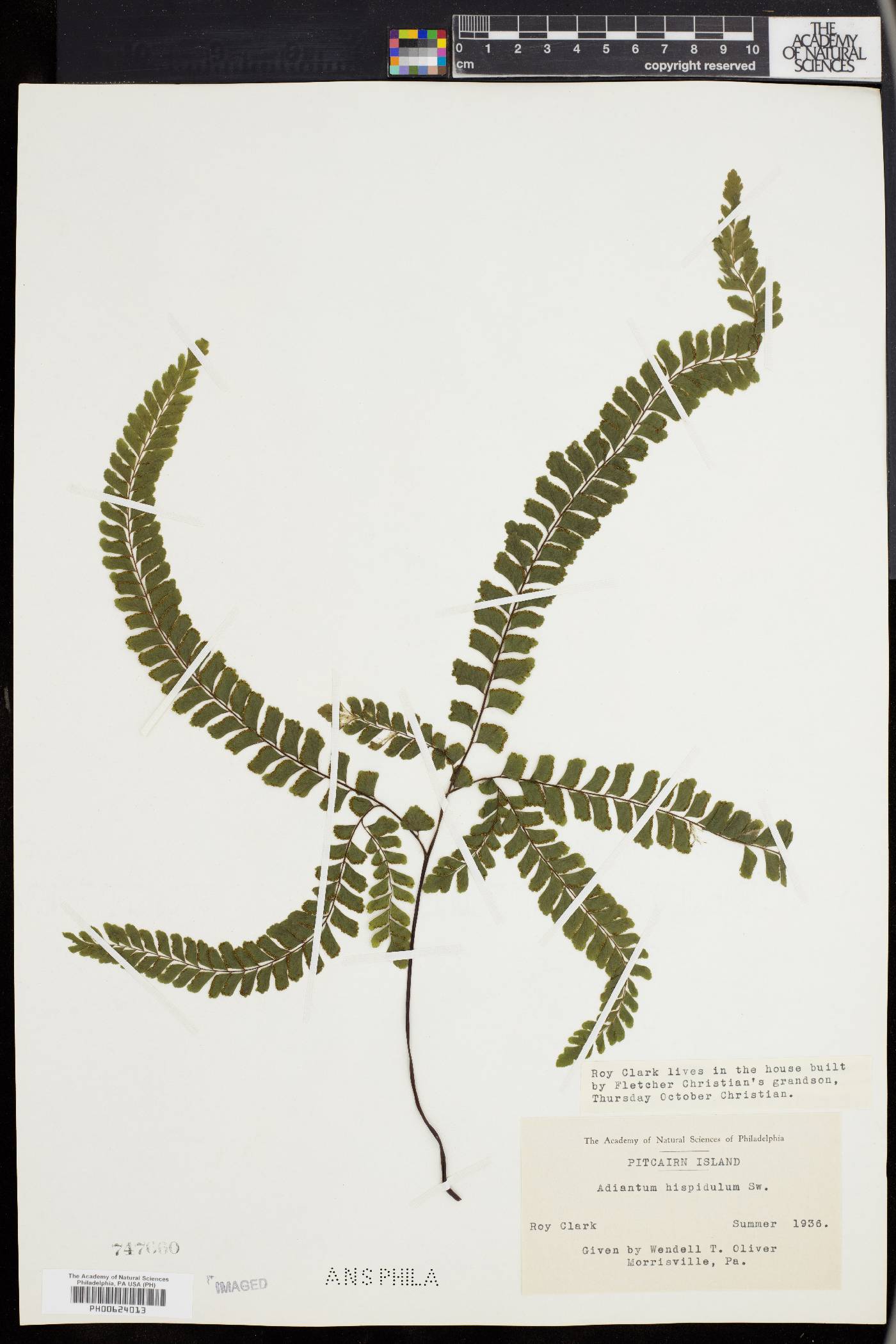 Adiantum hispidulum image