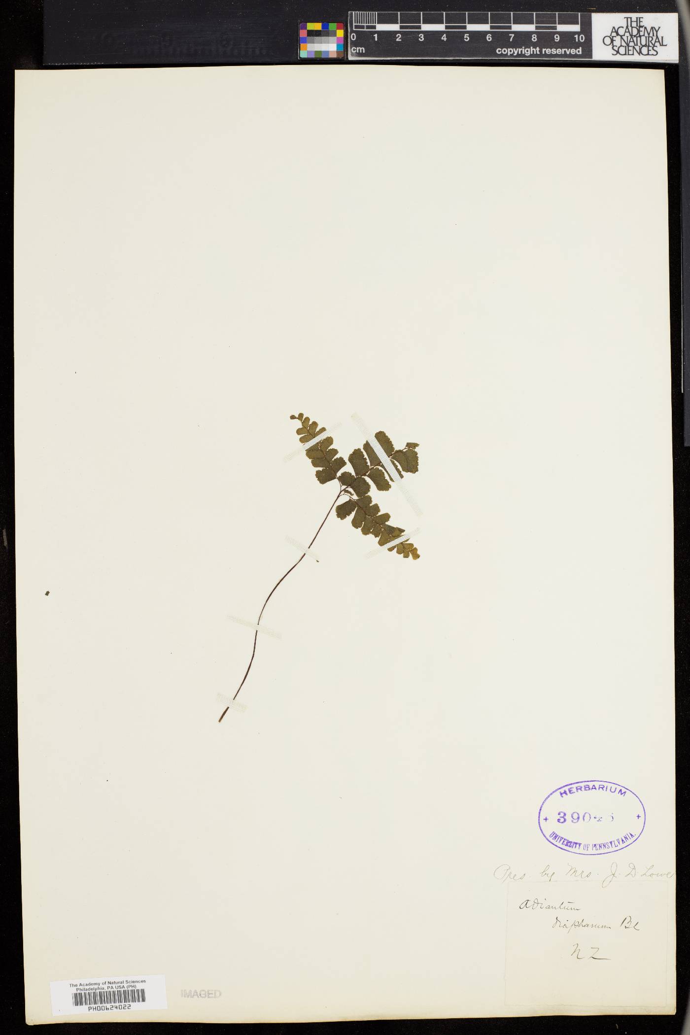 Adiantum diaphanum image