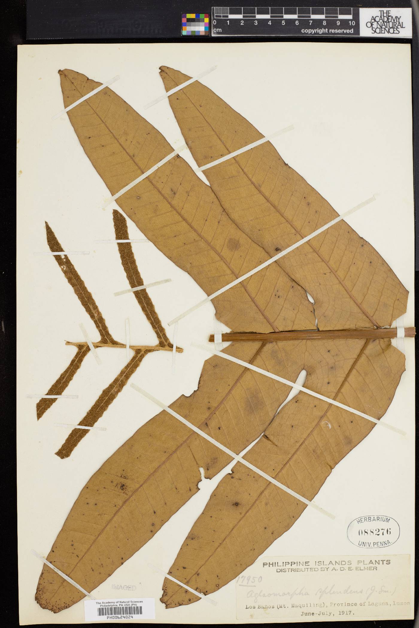Aglaomorpha splendens image