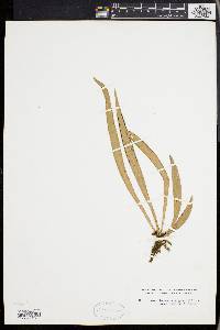 Ananthacorus angustifolius image