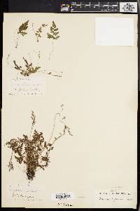 Anemia cicutaria image