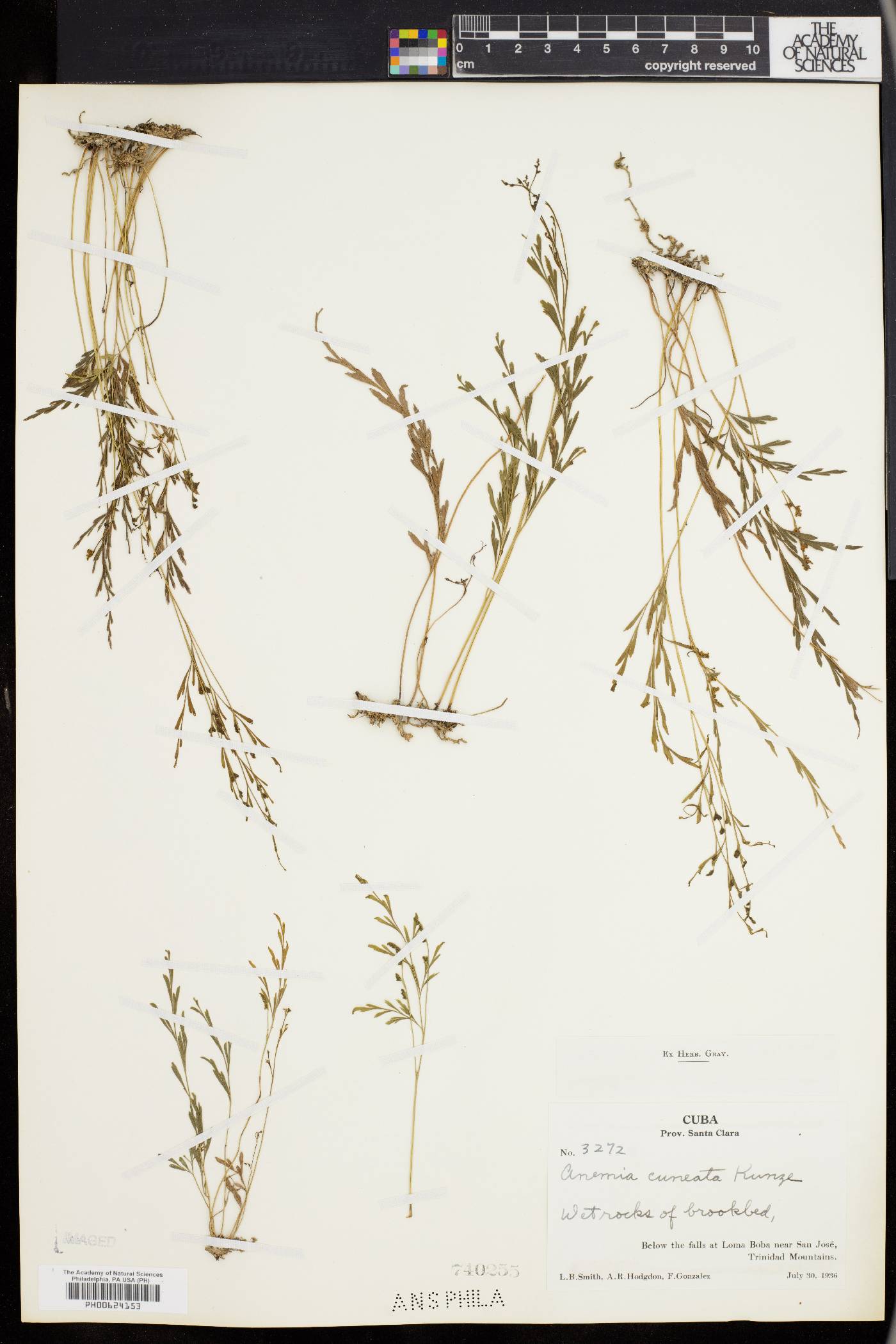 Anemia cuneata image