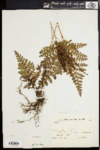 Anemia flexuosa image