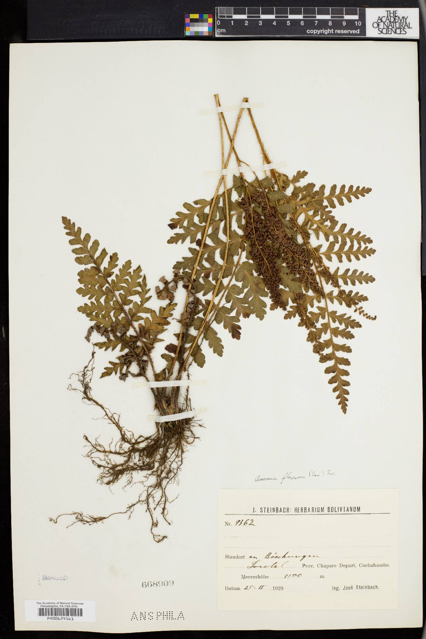 Anemia flexuosa image