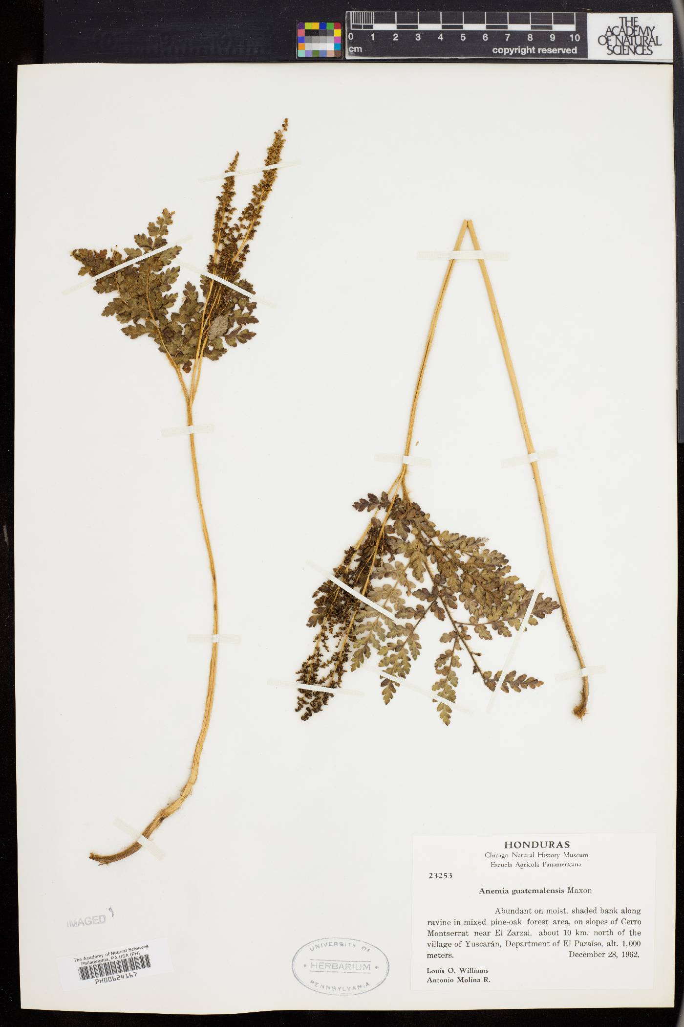 Anemia guatemalensis image
