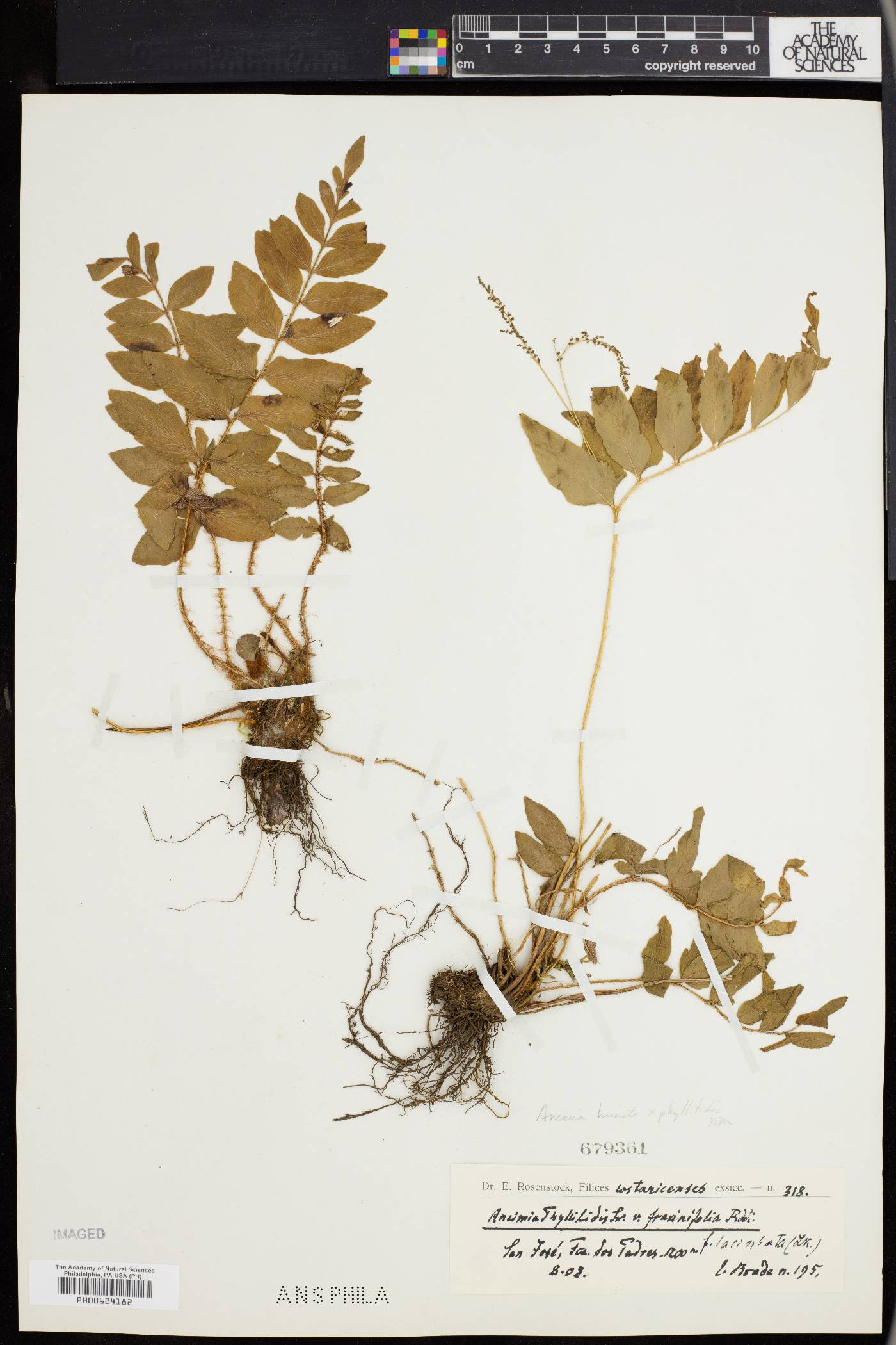 Anemia phyllitidis var. fraxinifolia image