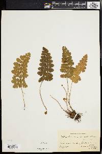 Anemia imbricata image
