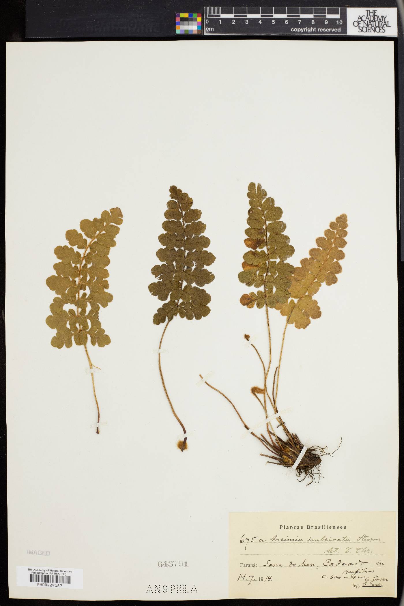 Anemia imbricata image