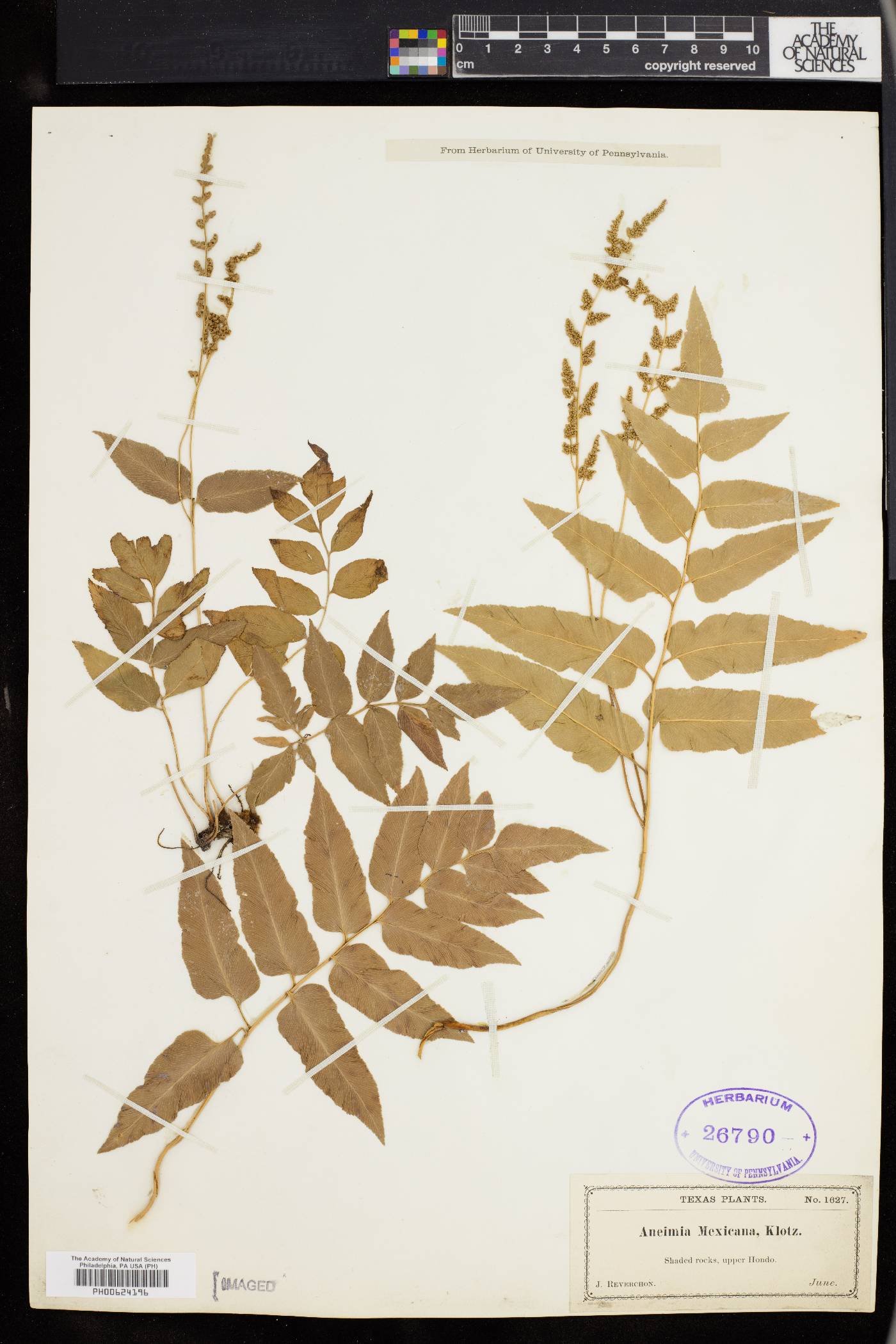 Anemia mexicana image