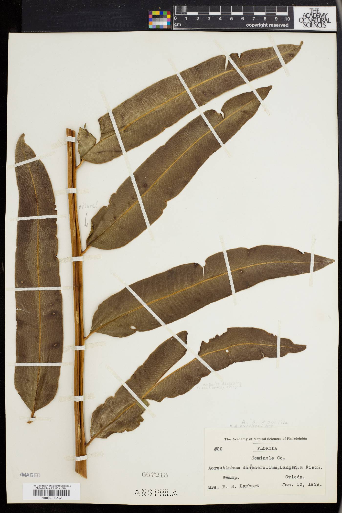 Acrostichum excelsum image