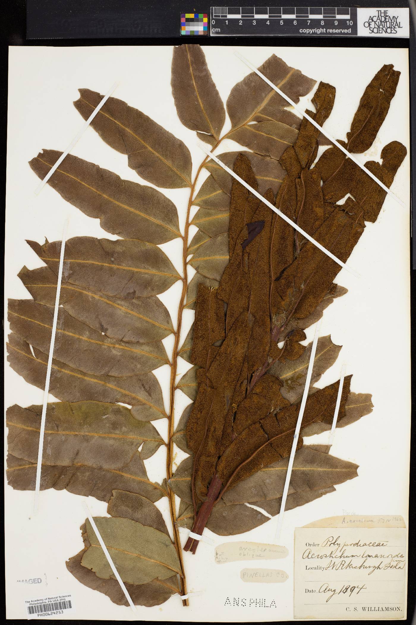 Acrostichum excelsum image