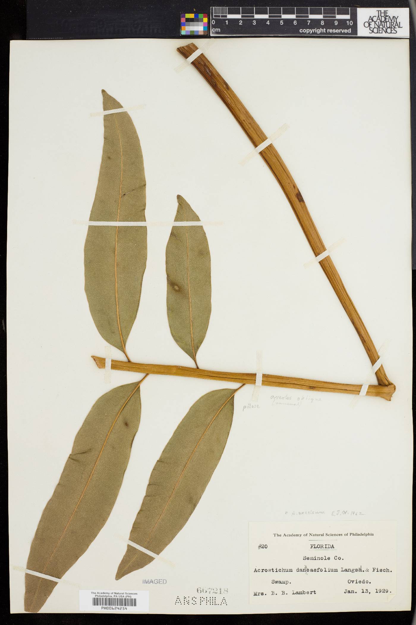 Acrostichum excelsum image