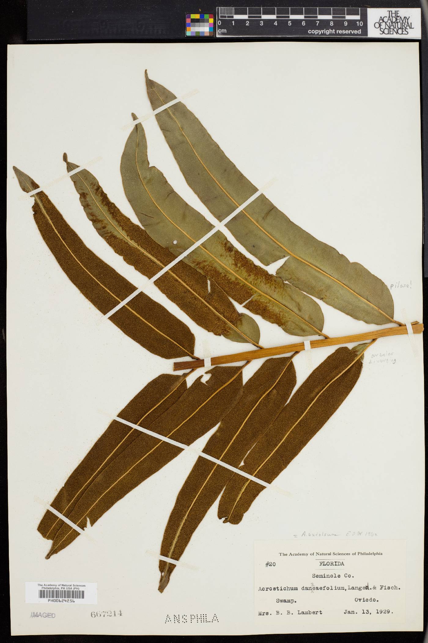 Acrostichum excelsum image
