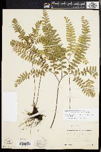 Adiantum aleuticum image