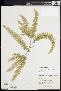 Adiantum aleuticum image