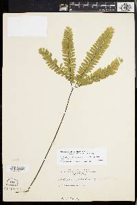 Adiantum aleuticum image