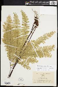 Adiantum aleuticum image