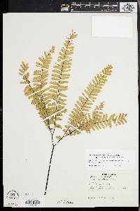 Adiantum aleuticum image