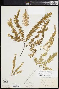 Adiantum aleuticum image