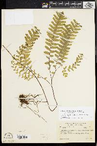 Adiantum aleuticum image