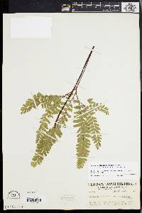 Adiantum aleuticum image